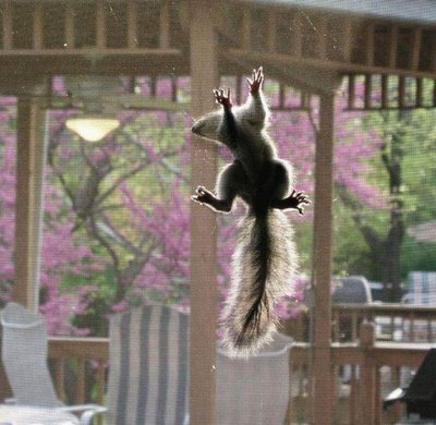 funny squirrels. Please donate to further